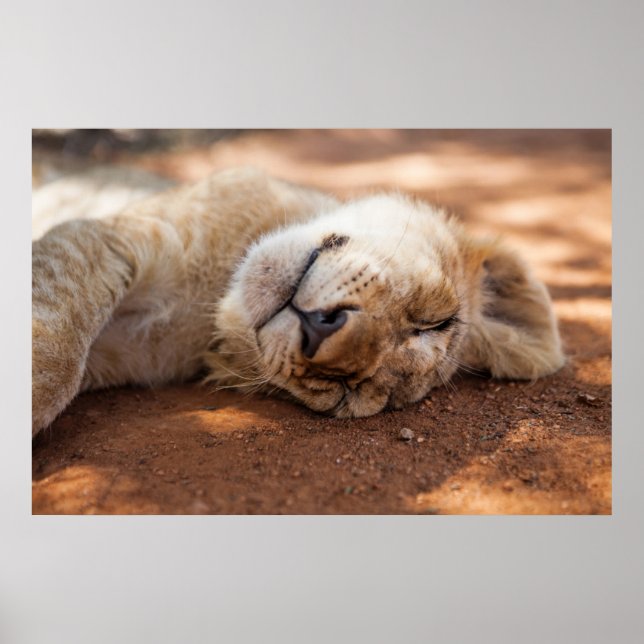 Getty Images | Lion Cub Poster (Vorne)