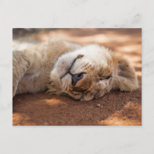 Getty Images   Lion Cub Postkarte
