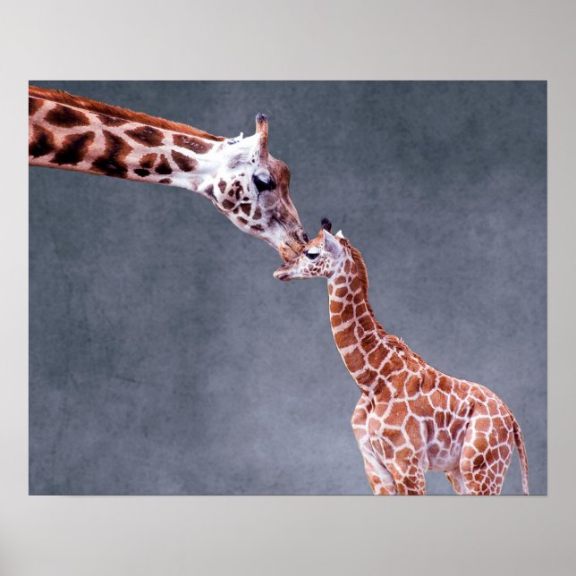 Getty Images | Mutter und Baby Giraffe Poster (Vorne)