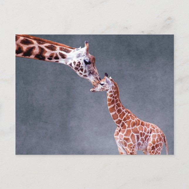 Getty Images | Mutter und Baby Giraffe Postkarte (Vorderseite)