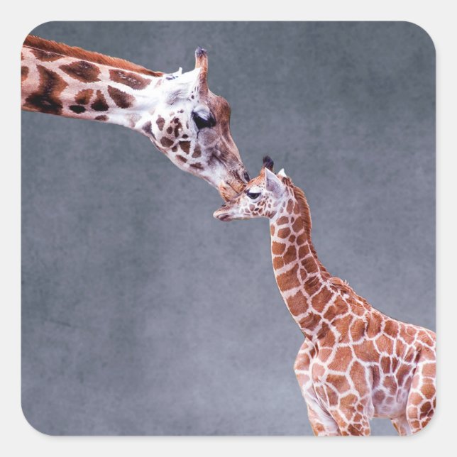 Getty Images | Mutter und Baby Giraffe Quadratischer Aufkleber (Vorderseite)