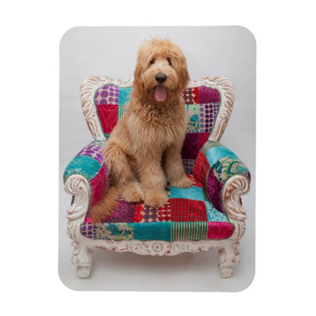 Getty Images | Niedlich Goldendoodle Magnet (Vertikal)