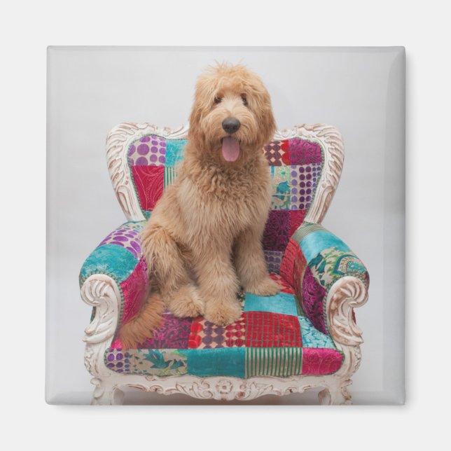 Getty Images | Niedlich Goldendoodle Magnet (Vorne)