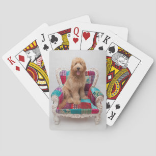 Getty Images Niedlich Goldendoodle Spielkarten