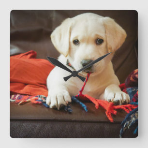 Getty Images   Puppy On A Sofa Quadratische Wanduhr