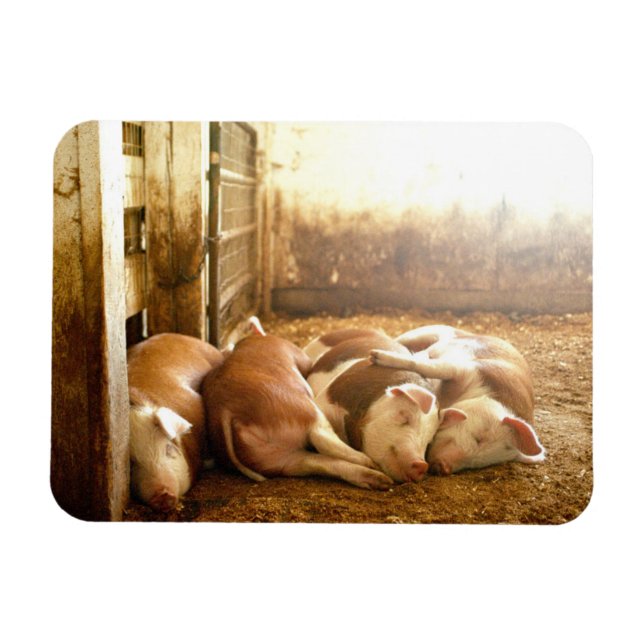Getty Images | Schnappschweine Magnet (Horizontal)