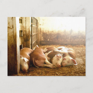 Getty Images   Schnappschweine Postkarte