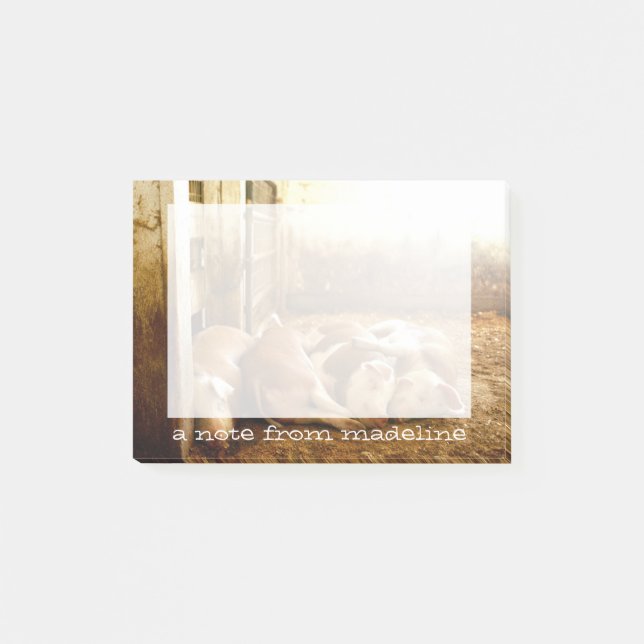 Getty Images| Schweine Post-it Klebezettel (Vorderseite)