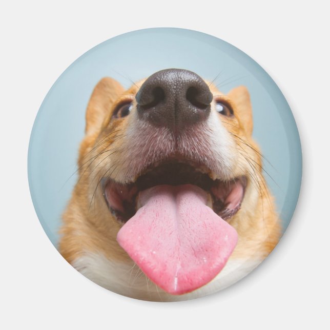 Getty Images | Sehr glücklich Corgi Magnet (Vorne)