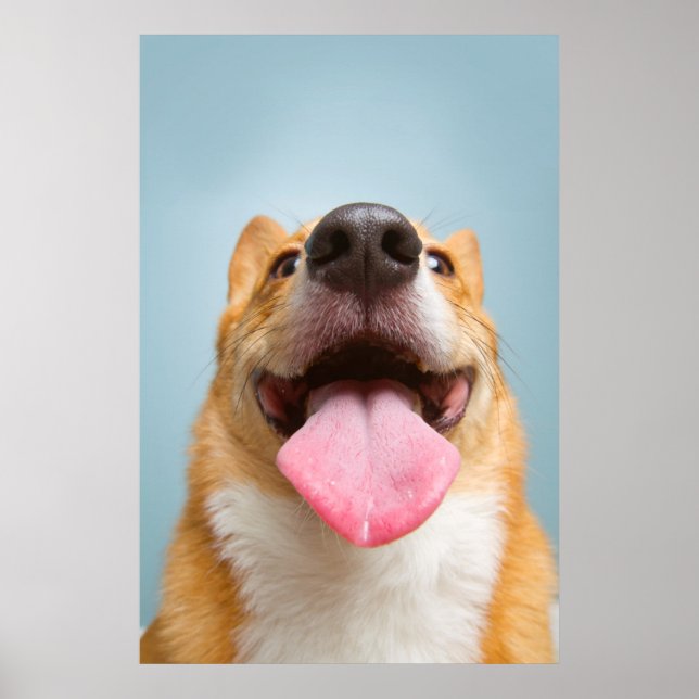 Getty Images | Sehr glücklich Corgi Poster (Vorne)