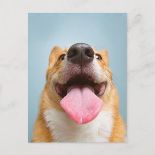Getty Images   Sehr glücklich Corgi Postkarte