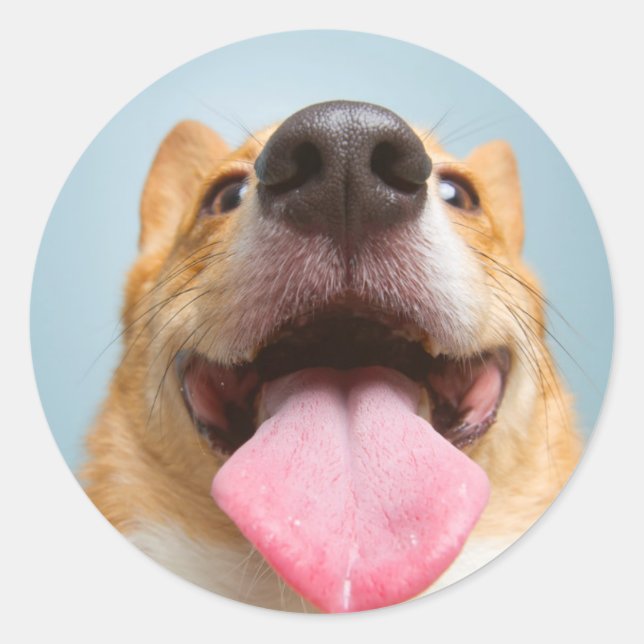 Getty Images | Sehr glücklich Corgi Runder Aufkleber (Vorderseite)