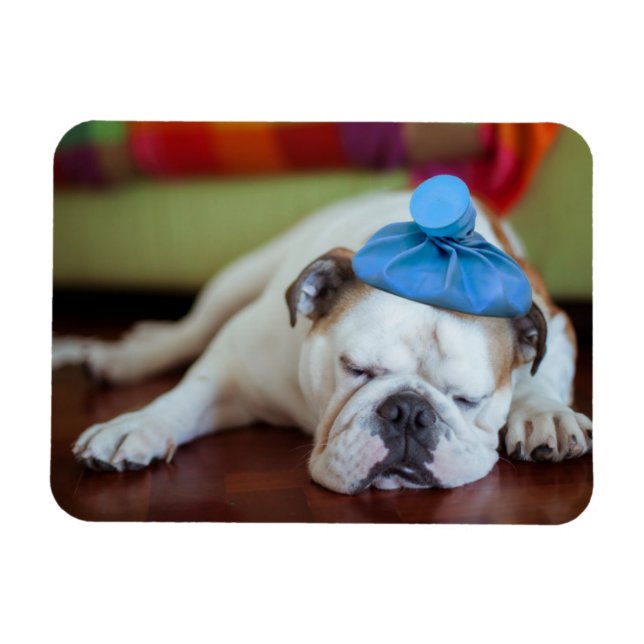 Getty Images | Sick Young Puppy Magnet (Horizontal)