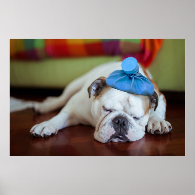 Getty Images | Sick Young Puppy Poster (Vorne)