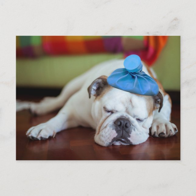 Getty Images | Sick Young Puppy Postkarte (Vorderseite)