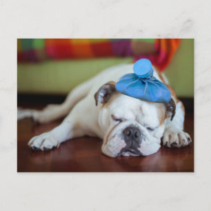 Getty Images   Sick Young Puppy Postkarte