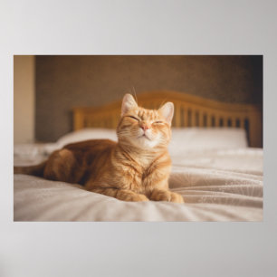 Getty Images   Sleepy Cat Poster
