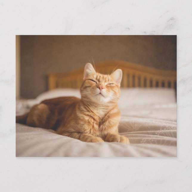 Getty Images | Sleepy Cat Postkarte (Vorderseite)