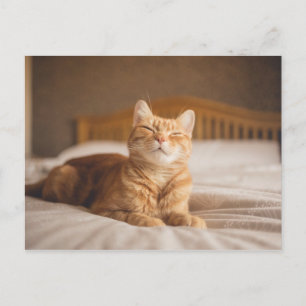 Getty Images   Sleepy Cat Postkarte