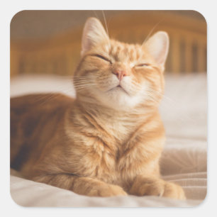 Getty Images   Sleepy Cat Quadratischer Aufkleber