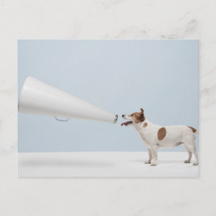 Getty Images Sprechende Hunde Postkarte