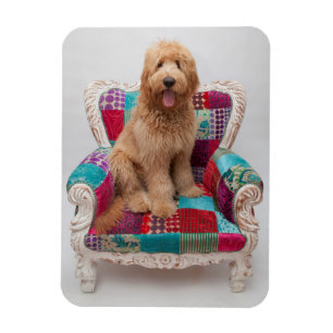 Getty Images Süßer Goldendoodle Magnet