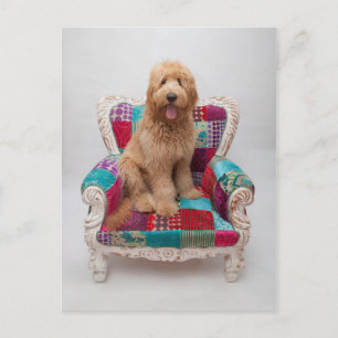 Getty Images Süßer Goldendoodle Postkarte