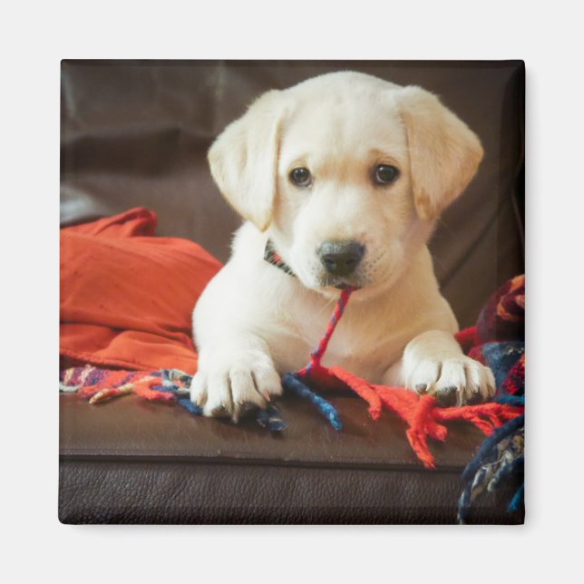 Getty Images | Welpe auf einem Sofa Magnet (Vorne)