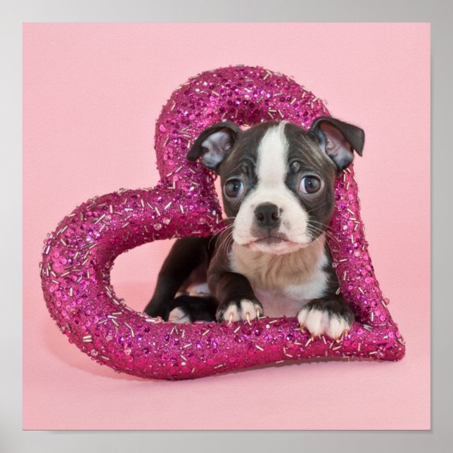 Getty Images | Welpe Liebe Poster (Vorne)