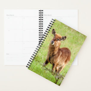 Getty Images Young Brown Antelope Waterbuck Planer