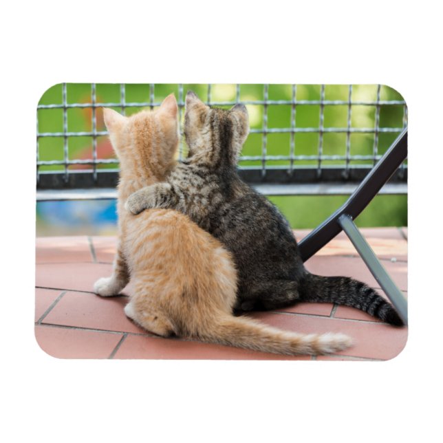 Getty Images | Zwei Kätzchen auf einem Balkon Magnet (Horizontal)