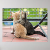 Getty Images | Zwei Kätzchen auf einem Balkon