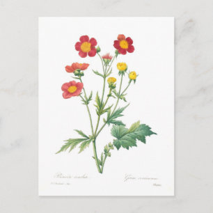 Geum coccineum postkarte