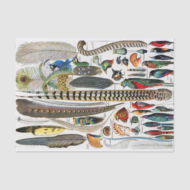 Gewächse Seidenpapier (Vorderseite)