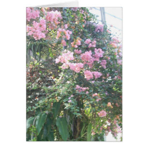 Gewächshaus-Blumen acht