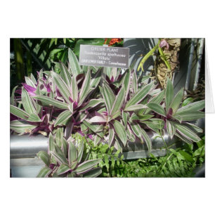 Gewächshaus-Blumen elf