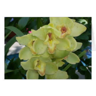 Gewächshäuser - Blume vier