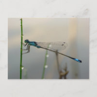 Gewartet, Blue Damselfly-Makro