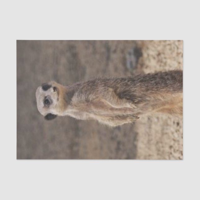 Gewebepapier Meerkat Seidenpapier (Vorderseite)