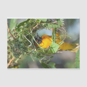 Gewebepapier mit Bild des Weaver Bird Seidenpapier