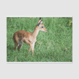 Gewebepapier mit Bild von Baby Impala Seidenpapier