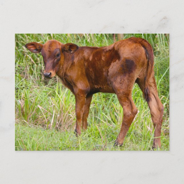 Gewerkschaft Vale Postkarte (Vorderseite)