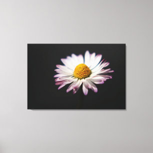 Gewöhnliche Daisy 36x24 (90x60cm) Waccna Leinwanddruck