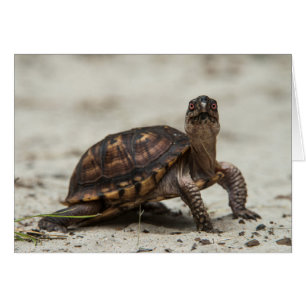 Gewöhnliche Dosenschildkröte