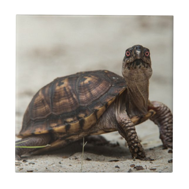 Gewöhnliche Dosenschildkröte Fliese (Vorderseite)
