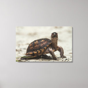 Gewöhnliche Dosenschildkröte Leinwanddruck