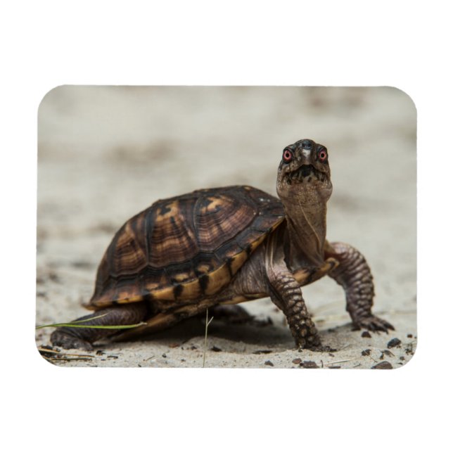 Gewöhnliche Dosenschildkröte Magnet (Horizontal)