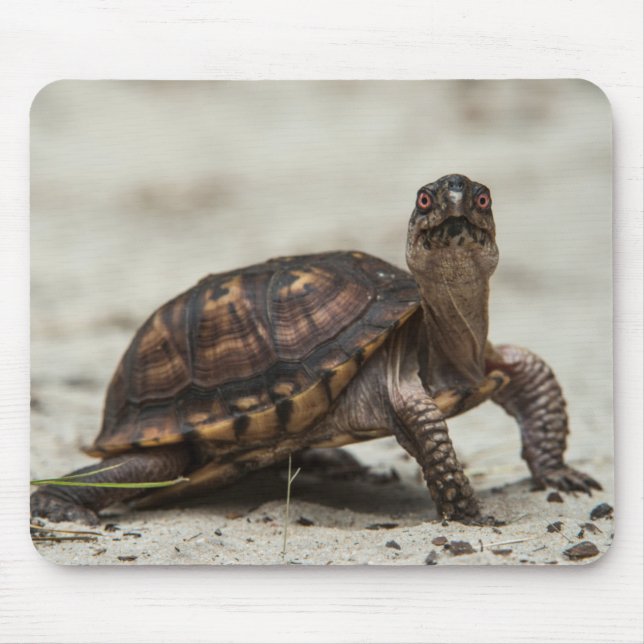 Gewöhnliche Dosenschildkröte Mousepad (Vorne)