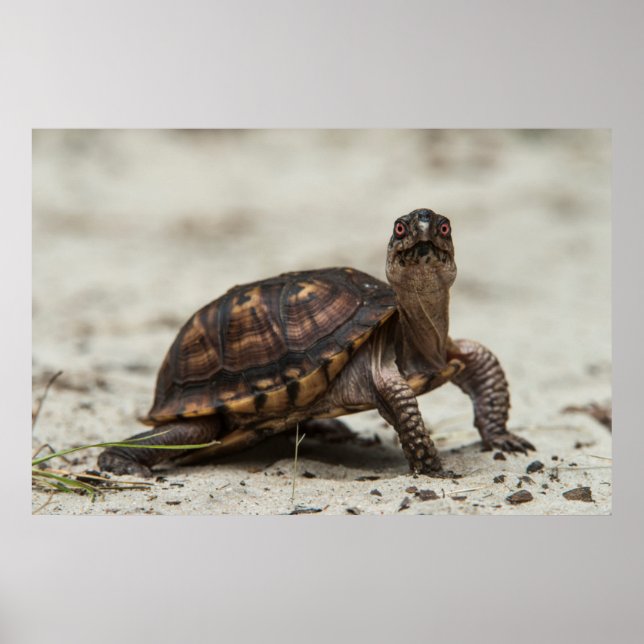 Gewöhnliche Dosenschildkröte Poster (Vorne)