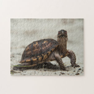 Gewöhnliche Dosenschildkröte Puzzle